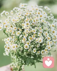 楊絳先生說:
生活并非都是繁花錦簇
所有的好，不過是來自心底的知足
眼里的熱愛
以及對萬千世界刪繁就簡的態度配圖