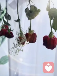 盛开时璀璨，枯萎时静美，
都是时间的馈赠。
玫瑰终会枯萎，但浪漫至死不渝。
一束花的仪式感，永远不会过时。
就如鲜花成了干花，
依然美得倔强而坚韧。
比起新鲜感，
更喜欢新鲜过后的长久。