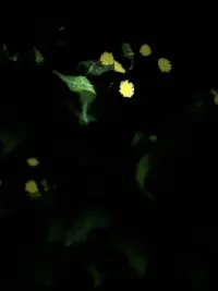 微博里幾乎所有的圖片都是我自己親手拍攝的，我們熱愛生活，不妨從熱愛生活中極其不顯眼的細節開始。早安，朋友們！配圖