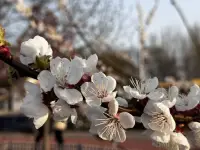 照顧好自己的健康和情緒，你就贏了一大半，剩下的，人生自有安排，別硬扛，允許自己暫停，允許自己放棄，如果云霧遮擋了山頂，不妨先欣賞沿途的野花與溪流。不用太自責(zé)，你也是很用心才走到了這里。人生的答案不在終點，而在你走過的路。配圖