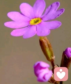 格桑花