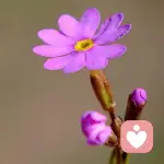 格桑花的头像