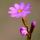 格桑花