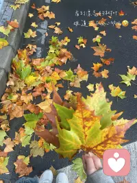 昨日雨后，懸鈴木的葉子更黃了一些
有的不堪重負，被風吹落。
與其說是被風吹落，不如說是它更加偏愛墜落。
人生也是如此，每一步
看似被動的拉扯、難捱實質上都是我們
潛意識里在衡量好利弊之后
在當時當下作出的更有利于我們存活的抉擇。配圖
