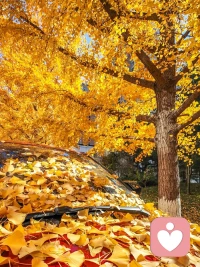 我愿意，一輩子
佇立在同一棵銀杏樹下
等待
每一片葉子入懷


就像當年你的誓言
風一吹，就簌簌落了下來配圖