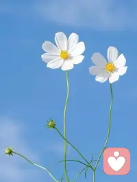 醒来读书，有一句话我一定要分享一下哦。
“知道自己的生命即将走到尽头，能够激励我们成为更好、更坦诚、更勇敢的自己。”
为了那个更好的自己，我们不防把每一天当成生命中的最后一天来过。