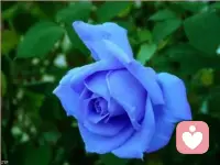 当你在感情里患得患失时，本质是在通过对方的态度，反复验证“我是否值得被爱”——他对你好，你就获得了“我有价值”的正向反馈；他对你冷淡，你就陷入“我不够好，所以他不珍惜我”的自我否定。配图