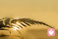 信任不是一种态度，而是一种能力。一个人对外界的人和事的信任，是其对自己的信任向外投射的结果。