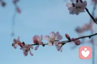 作为咨询师，有时候“不主动促进来访者的觉察”比“促进”更具治疗性。