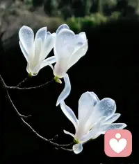 越理性的人，内心的X幻想越痴狂。