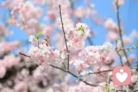 如果一个人最初被他亲近的人伤害过，那么他伤害别人就是他想亲近一个人的表现。只有不清晰的才是最准确的。配图