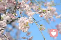 真正的疗愈，不是原谅父母，而是放过自己。

当你学会用催眠的方式看见内在的创伤，当你不再被过去的阴影绑架，你就拥有了改写人生剧本的能力。
 
你的未来，不再是父母痛苦的延续，而是你全新的起点。