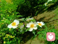 孩子必须确认自己可以随时回家，才可以安心地向前发展。
​
                                          ​——温尼科特配图