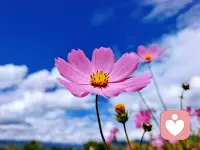 没有你的同意，没有人能让你自卑。