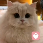 昕愿的頭像