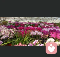 一花一世界，一叶一菩提！配图