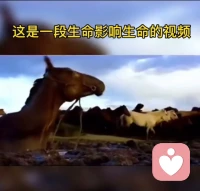 成长最好的救赎，
是唤醒孩子内在力量！
一段骏马陷泥潭的视频引人深思——
马儿被困泥沼，马群围立一旁陪伴鼓舞，没有强行拉扯，最终马儿凭着自身毅力奋力挣扎，靠自己挣脱困境、重获新生。
反观家庭教育，很多父母总想包办包办难题，替孩子扫清坎坷。
殊不知父母如同围在身边的马群，只能做好陪伴、引领与唤醒，无法代替孩子跨过人生泥潭。
孩子成长难免迷茫受挫、迷失方向，教练与家长的作用，是点燃自信、唤醒潜能，激发孩子对成长的渴望。
但世上没有永远的靠山，没有人能一辈子庇护孩子。
真正的成长，源于自我觉知。
唯有孩子发自内心想要突破，学会独立面对困境，实现自我救赎，才能挖掘超乎想象的内在潜能，从容走好往后人生路。
与所有家长共勉！