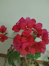 今一天待了三帮切，
​感谢各位亲人的光临！团团圆圆，圆圆满满！[玫瑰][玫瑰][玫瑰]
​
​爱你们，爱你们，爱你们！[拥抱][拥抱][拥抱][爱心][爱心][爱心]
​
​新的一年，我们都会健健康康，平平安安，顺顺利利，快快乐乐！[太阳][太阳][太阳]配图