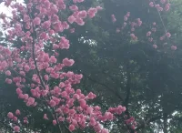 “大多数人并不真的想要自由，因为自由包含责任，而大多数人害怕责任”——弗洛伊德。配图