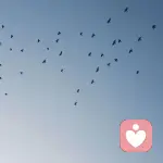 9的頭像