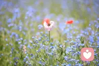 阳光是最好的“抗抑郁剂”🌞