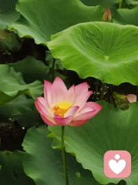 情绪疏导 缓解焦虑 亲子两性 个人成长。欢迎找我🌹配图