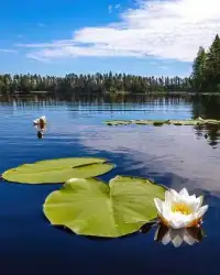 生活恰似一面清澈的鏡子，你以笑臉相迎，它便還你明媚。新的一天，愿你懷揣舒暢心情，開啟美好，早安！配圖