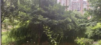 悶熱許久的夏天終于等來一場雨，空氣里滿是清爽，像給緊繃的神經松了弦。或許此刻的你也在雨聲里有了片刻放空，那些藏在日常下的情緒和沒來得及梳理的感受，似乎都有了被看見的可能。若你愿意借著這場雨聊聊，我在這里等你。配圖