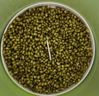 昨天晚上泡的绿豆发小芽芽啦!今早放在豆芽桶里准备发芽。早上边搞卫生，边想:做一个好妈妈太重要了，妈妈的为人，处事，人格，性格等都会深深的影响着孩子，一个孩子是否健康成长，甚至成年都会受妈妈的影响，我有个伟大的妈妈,我也要做一个好妈妈，也呼吁所有做妈妈的做好自己。配图
