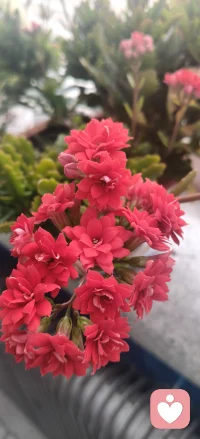 多读书，读好书为什么要读书呢？我想那一定是为了遇见更好的自己。
每个人要想证明自己还得从不同的才干出发，如果你想要成为更好的自己，在无法证明的情况下先好好读书，让自己充电总
会有用武之地。
如果你没有真正的才能是没办法让人信服的，人总是要在日积月累中成为更好的自己。当你的才华配上野心是不用你说什么自会有人争先恐后认识你，所以你只管努力提升，其他的交给时间就好。书中自有黄金屋，书中自有颜如玉。
你读的书会照亮前行的路，当遇到无法释怀的事情时，多读读书答案已经写的明明白白。很多事情前人已经经历很多了，我们只需要好好体悟就可以了。
读书多了你所看世界的角度就多了，虽然你还是自己可对同一件事情能够理解每个人的做法。配图