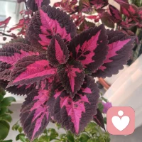 昨天有个来访者问我:“心理咨询真的有用吗?“我告诉她：“心理咨询就像给心灵做按摩”，它不能立刻解决你的问题，   但能帮你看清问题的本质，找到解决问题的方法。想起毕淑敏说的心理医生不会给你答案，但会帮你找到属于自己的答案”。你对心理咨询有什么看法？配图