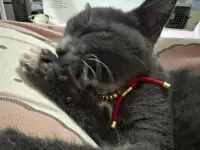 被小貓治愈了一下??配圖