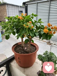 一個東西丟了怎么安慰自己
告訴自己緣分到了配圖