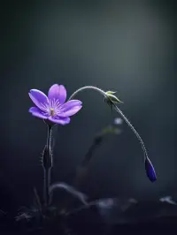 素胚勾勒出青花筆鋒濃轉淡
瓶身描繪的牡丹一如你初妝
冉冉檀香透過窗心事我了然
宣紙上走筆至此擱一半
釉色渲染仕女圖韻味被私藏
而你嫣然的一笑如含苞待放
你的美一縷飄散
去到我去不了的地方
天青色等煙雨 而我在等你
炊煙裊裊升起 隔江千萬里
在瓶底書漢隸仿前朝的飄逸
就當我為遇見你伏筆配圖