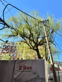 人间4月，春色满园关不住，暖风熏得游人醉配图
