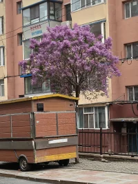 一棵开花的树
如何让你遇见我  
在我最美丽的时刻  
为这  
我已在佛前求了五百年  
求它让我们结一段尘缘  
佛于是把我化作一棵树  
长在你必经的路旁  
阳光下慎重地开满了花  
朵朵都是我前世的盼望  

当你走近  
请你细听  
那颤抖的叶  
是我等待的热情  

而当你终于无视地走过  
在你身后落了一地的  
朋友啊  
那不是花瓣  
是我凋零的心配图