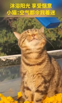 你好，陽光配圖