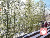 愿新年 胜旧年🌿配图