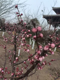 桃花开了，闻到了春天的气息，顽强的生命力，
愿我们活力满满，开心快乐每一天！配图