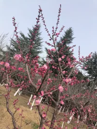 桃花开了，闻到了春天的气息，顽强的生命力，
愿我们活力满满，开心快乐每一天！配图