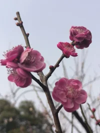桃花开了，闻到了春天的气息，顽强的生命力，
愿我们活力满满，开心快乐每一天！配图