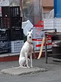 又白又瘦还是小瓜子脸
这就是现在流行的美配图
