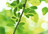 生活不是等待風暴過去，而是學會在雨中翩翩起舞。配圖