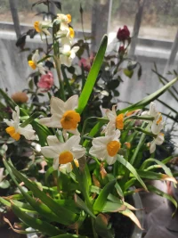 給時間時間，讓過去過去，讓開始開始。等花開，待春來配圖