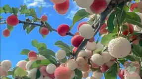 证书