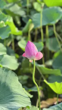 如果你覺得自己做的對，
就不要懷疑自己。
別人不喜歡你，
并不是你的問題，
不喜歡的理由千千萬，
卻未必和你的好壞有關。

鏡子很臟的時候，
你并不會誤以為是自己的臉臟，
那為什么別人隨口說出糟糕的話時，
你會覺得糟糕的是自己？

不要在意一個與你的人生無關的人對你的評價，
他不需要對你的人生負責，
而你需要對自己的人生負責。
做自己，
而不是解釋自己。

如果你是一朵花，
只要靜靜地綻放，
默默地散發芬芳就好，
不必向別人過多的解釋自己。
懂得欣賞你的人自然能懂得你的美好。配圖