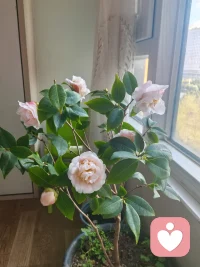 你有没有过这样的时刻？

下班后，脑海里还反复回响着工作对话，明明很累却静不下来；接到新任务时，第一反应是“又多了一件事”，而不是跃跃欲试；明明时间被填满，却感觉自己像在仓促地追赶什么，心里空落落的。

这也许，是“弦”绷得太久，忘了“松”的感觉了。

我们常被教导要高效、要专注，像一个精确运转的零件。但人不是机器，持续的紧绷，反而会让判断变得急躁，让精力更快耗尽。有时候，真正的“前进”，恰恰需要一点“暂停”。

试试在这些地方，为自己留一个“空隙”：

在任务和任务之间：完成一件事后，别急着扑向下一件。起身接杯水，看看窗外的树，或者只是深呼吸三次。这短短的几十秒，是给大脑的“刷新键”。

在回应和行动之前：遇到突然的安排或临时的变动，如果情况允许，试着说“我先确认一下，稍后回复您”。这个短暂的缓冲，能帮你稳住情绪，理清头绪，做出更稳妥的决定。

在夜晚来临之时：试着在睡前，为自己安排一小段“无目的”时间。可以听几首老歌，随意翻几页闲书，或者只是发一会儿呆。这段时间不属于工作，也不属于家务，只属于你松弛的思绪。

这些“空隙”不是偷懒，而是像文章段落之间的“留白”，让一整天的节奏有了呼吸感。它让我们从“被事情推着走”，慢慢找回“看事情如何发展”的从容。

照顾好自己的节奏，不是停下脚步，而是为了走得更稳、更远。你今天，为自己留“空隙”了吗？配图