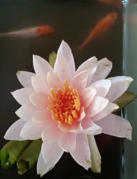 一、生命的意义在于倾听自己心灵的声音，做最精彩的自己。 

二、态度决定一切，实力扞卫尊严!人要经得起诱惑耐得住寂寞! 

三、人格是做人的品牌。人格如金，纯度越高，品位越高。做人一辈子，人品做底子。道德可以弥补智慧上的缺陷，但智慧永远弥补不了道德上的缺陷。人的两种力量最有魅力：一种是人格的力量，一种是思想的力量。品行是一个人的内涵，名誉是一个人的外貌。做人德为先，待人诚为先，做事勤为先。