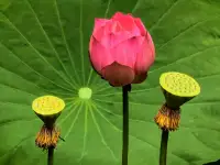 一、人生總要修煉這三件事：別亂說話，別亂花錢，別亂發脾氣 。

二、成熟，不是學會表達，而是學會咽下，當你一點一點學會克制住很多東西，才能駕馭好人生。 

三、曾經發脾氣，三天三夜哄不好。如今生個氣，轉眼就覺沒必要。時間讓人慢慢長成了好脾氣，所以，看一個人成熟的程度，要看他平息怒火需要多長時間。—— 蘇芩配圖