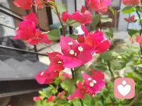 一、受得小氣，則不至于受大氣。吃得小虧，則不至于吃大虧。

二、謙退是保身第一法，安詳是處事第一法，涵容是待人第一法，恬淡是養心第一法。

三、人的第一風水是心。人的第二風水是嘴巴。人的第三風水是行為。人的第四風水是表情、形象，也就是說包括我們的發型和穿著也是風水。所以，最重要的風水要從自己改變。配圖